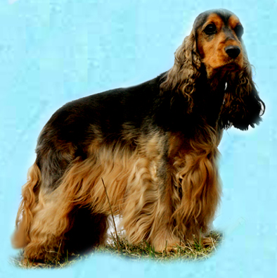 Englische Cockerspaniel